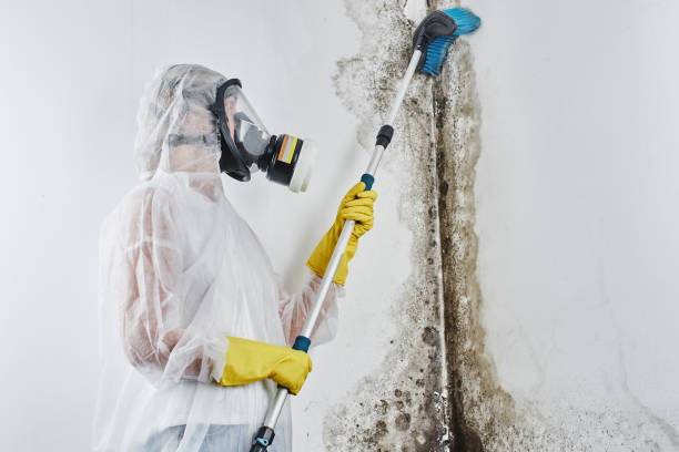 Best Industrial Mold Remediation in Elk Point, SD