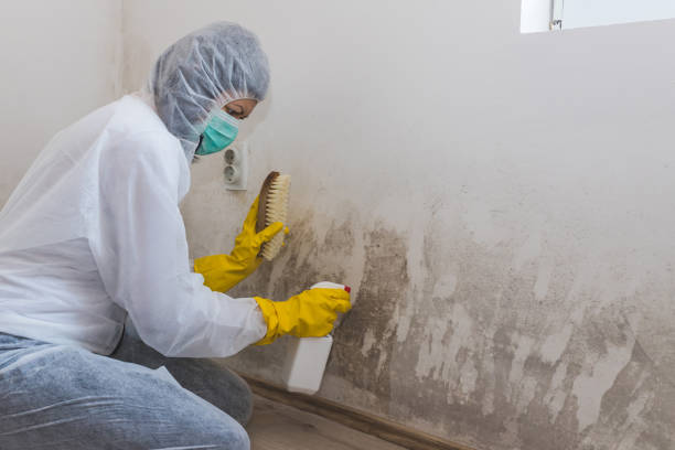 Best Black Mold Remediation in Elk Point, SD