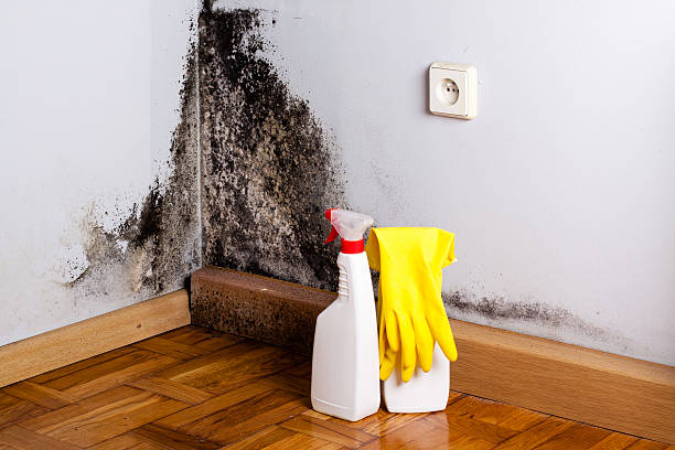 Best White Mold Remediation in Elk Point, SD