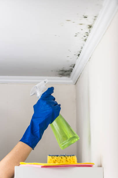 Best DIY Mold Remediation Support Services in Elk Point, SD
